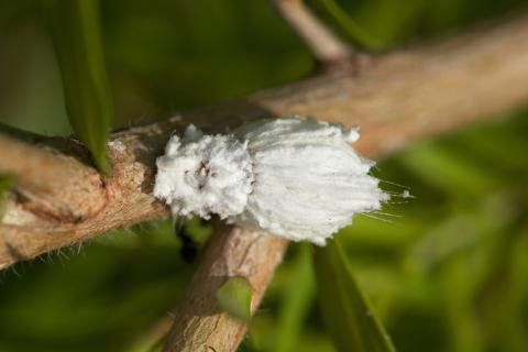 Мучнистый червец поражает более 250 видов растений — от фикусов до орхидей