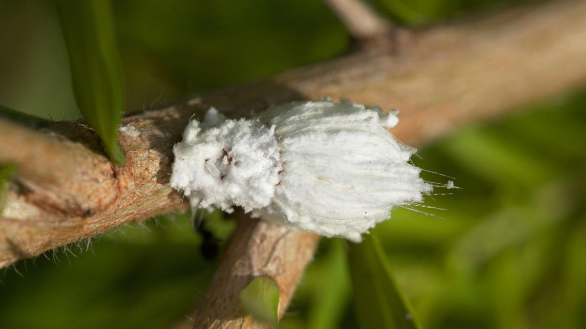 Мучнистый червец