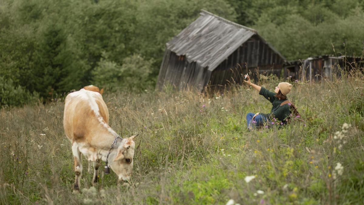 Девушка фотографируется рядом с коровой