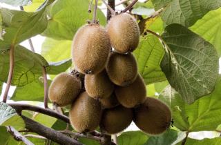 Правильное укрытие киви осенью помогает сохранить лозу и урожай до весны