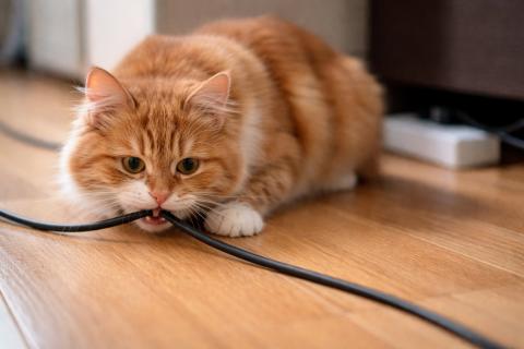 Квартира превращается в смертельную ловушку: привычные бытовые предметы калечат кошек и собак