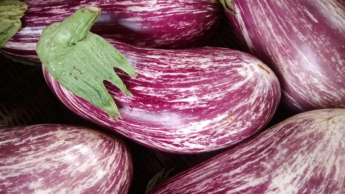 Eggplants in Carrboro Eggplants in Carrboro