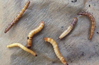 Проволочник уничтожает урожай картофеля и свёклы, но с ним можно бороться — Сергей Воронцов