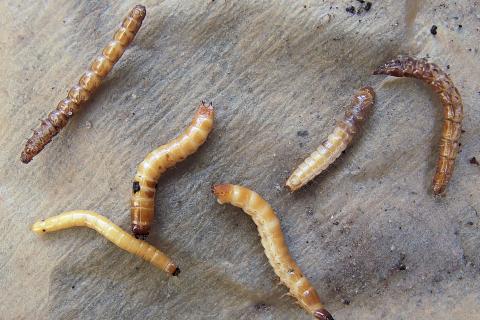 Проволочник уничтожает урожай картофеля и свёклы, но с ним можно бороться — Сергей Воронцов