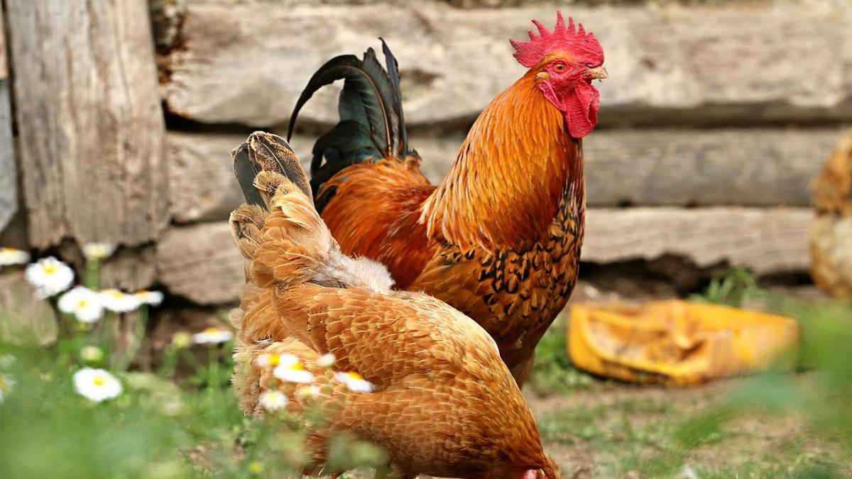 Курица и петух Курица и петух