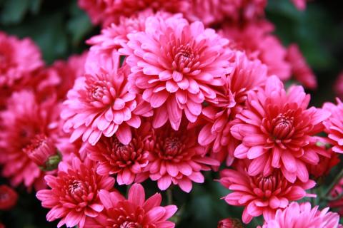 Хризантема мультифлора не выдерживает морозов ниже –3 °C — эксперты советуют хранить её в погребе Хризантема мультифлора не выдерживает морозов ниже –3 °C — эксперты советуют хранить её в погребе