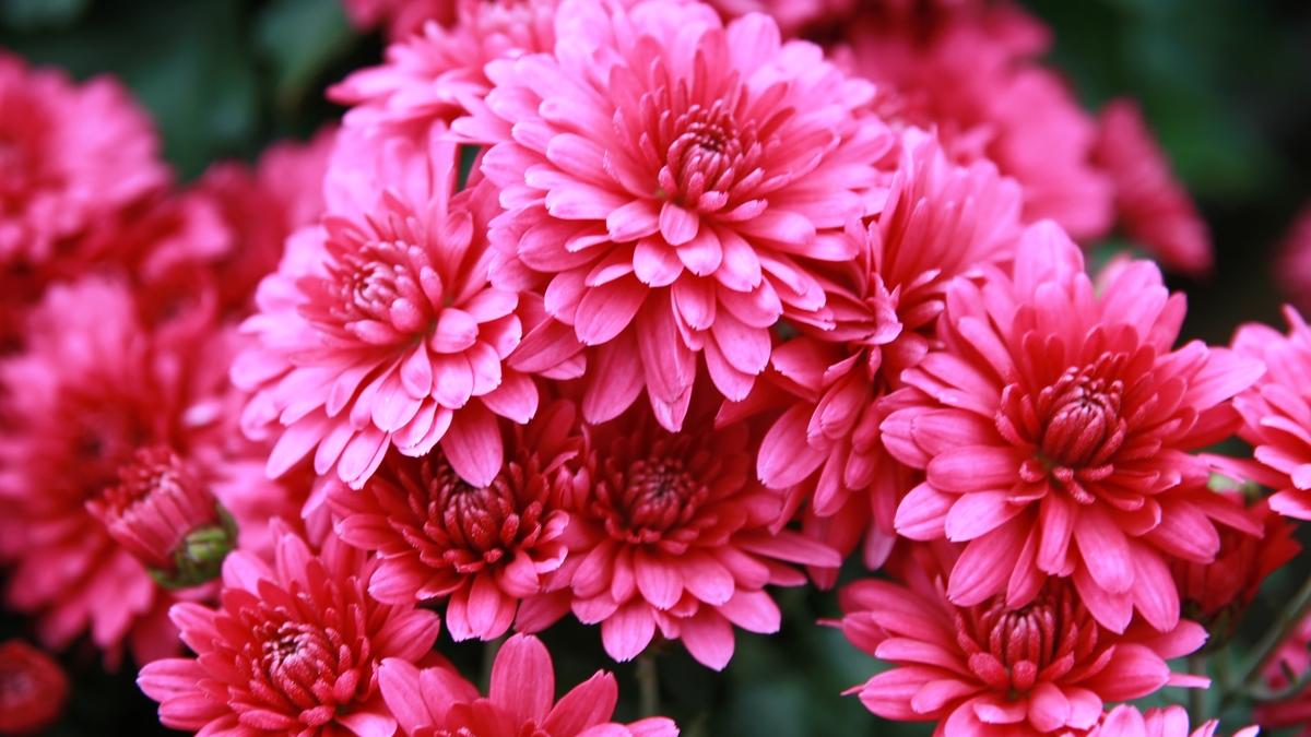 Хризантемы Хризантемы