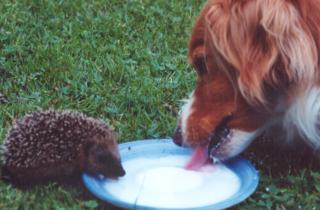 Специалисты по дикой природе: укрытие из веток и листвы спасает ёжиков от гибели в морозы