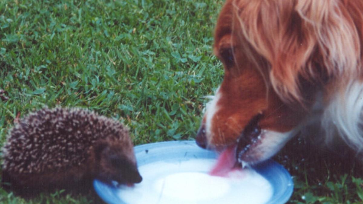 Собака и ёж Собака и ёж