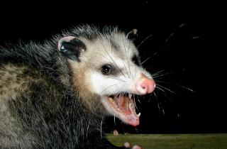 ПФАС накапливаются в организме опоссумов и людей нарушая работу органов — Марк Делвуд