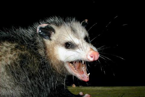 ПФАС накапливаются в организме опоссумов и людей нарушая работу органов — Марк Делвуд