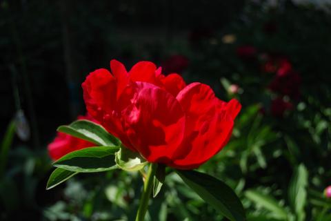 Неправильная посадка и кислая почва мешают пионам раскрыть красоту цветов