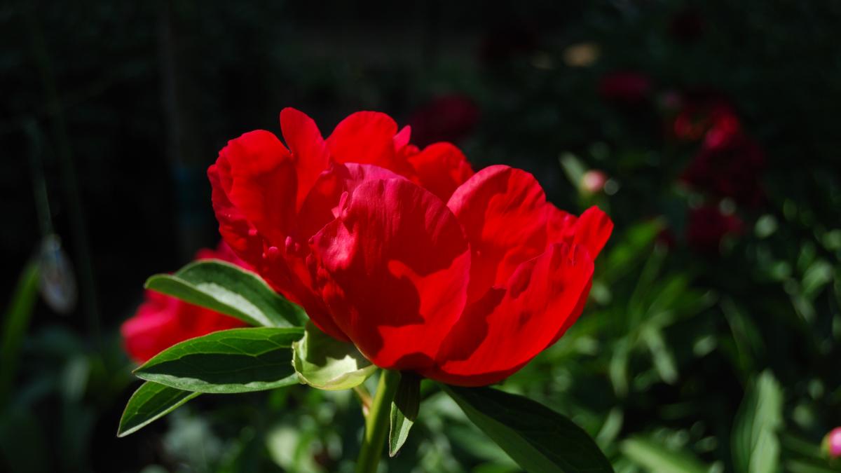 Пион молочноцветковый