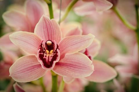Почему не цветёт орхидея: Юки из Ogata Orquídeas назвала основные причины