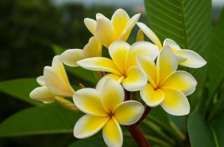 В оранжерее Томского госуниверситета впервые зацвёл редкий кирказон цимбиферный