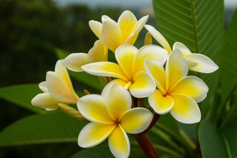 В оранжерее Томского госуниверситета впервые зацвёл редкий кирказон цимбиферный В оранжерее Томского госуниверситета впервые зацвёл редкий кирказон цимбиферный