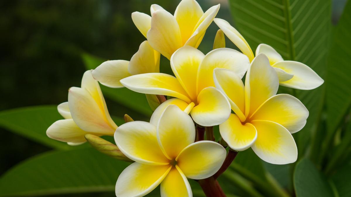 Плюмерия в цвету Плюмерия в цвету