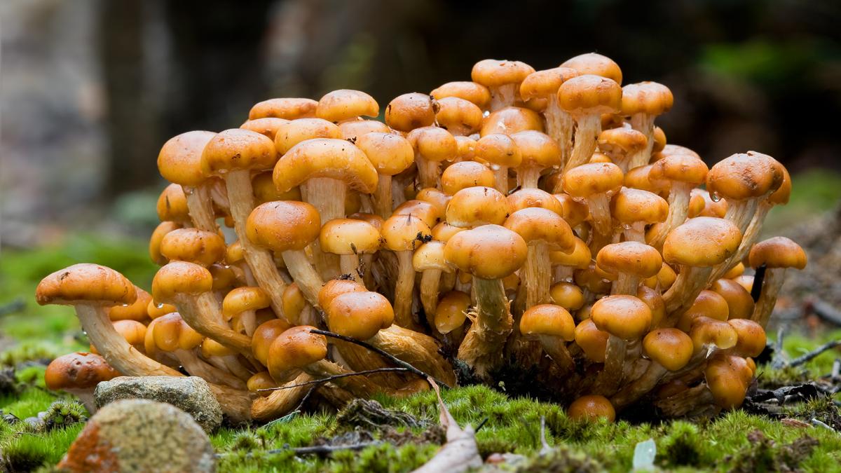 Грибы опята