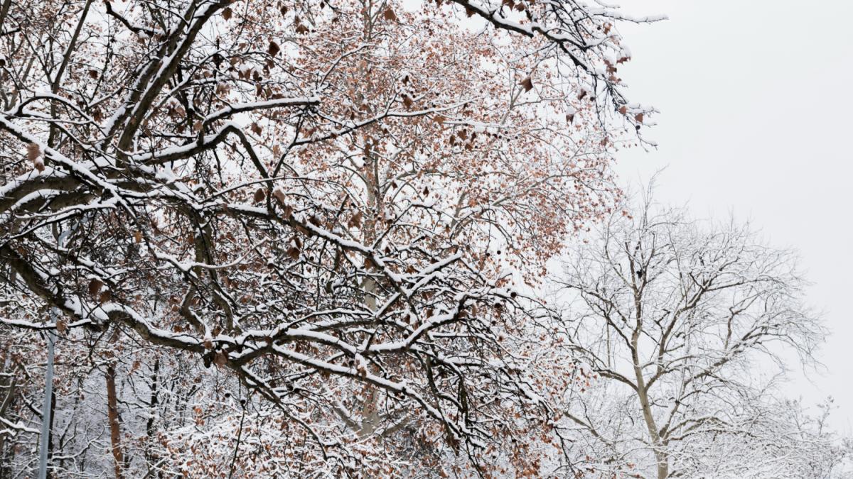 Деревья в снегу