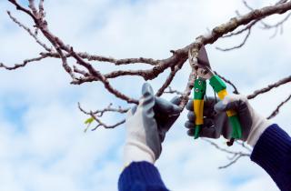 Зимой дерево выдаёт болезнь без листьев — 3 признака видно сразу, если знать куда смотреть