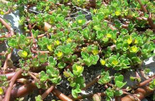 На грядках вырос “сорняк”, а это портулак — одни едят, другие годами не могут вывести