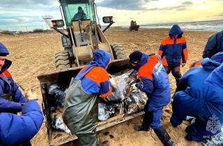 В Анапе собрано более 500 мешков загрязнённых мазутом песка и водорослей В Анапе собрано более 500 мешков загрязнённых мазутом песка и водорослей