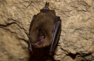 Некоторые животные чувствуют инфракрасное излучение и давление воды