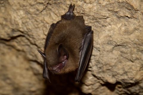 Некоторые животные чувствуют инфракрасное излучение и давление воды