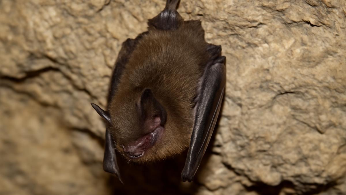 Летучая мышь в пещере
