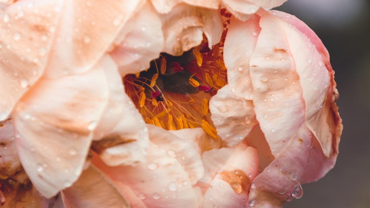 пионы необычные