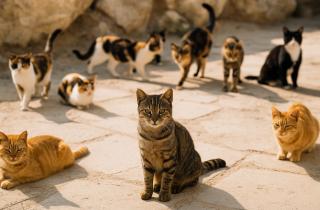 Уличные кошки переносят паразитов на шерсти — ветеринары