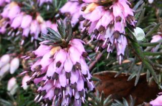 Зимний вереск цветёт розовыми и белыми цветками — садоводы