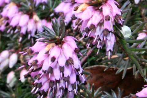 Зимний вереск цветёт розовыми и белыми цветками — садоводы