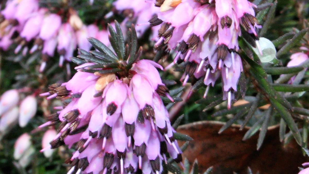 Зимний вереск