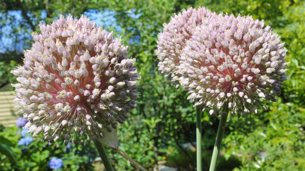 Allium ampeloprasum blossoming