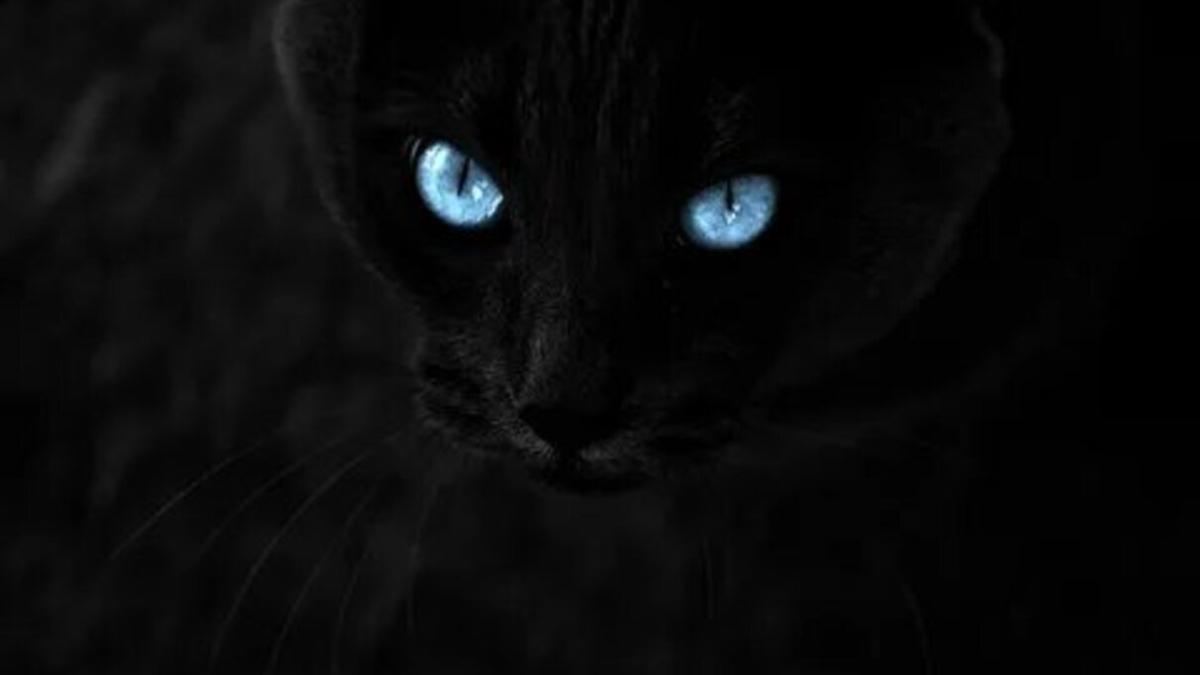 Кот Кот
