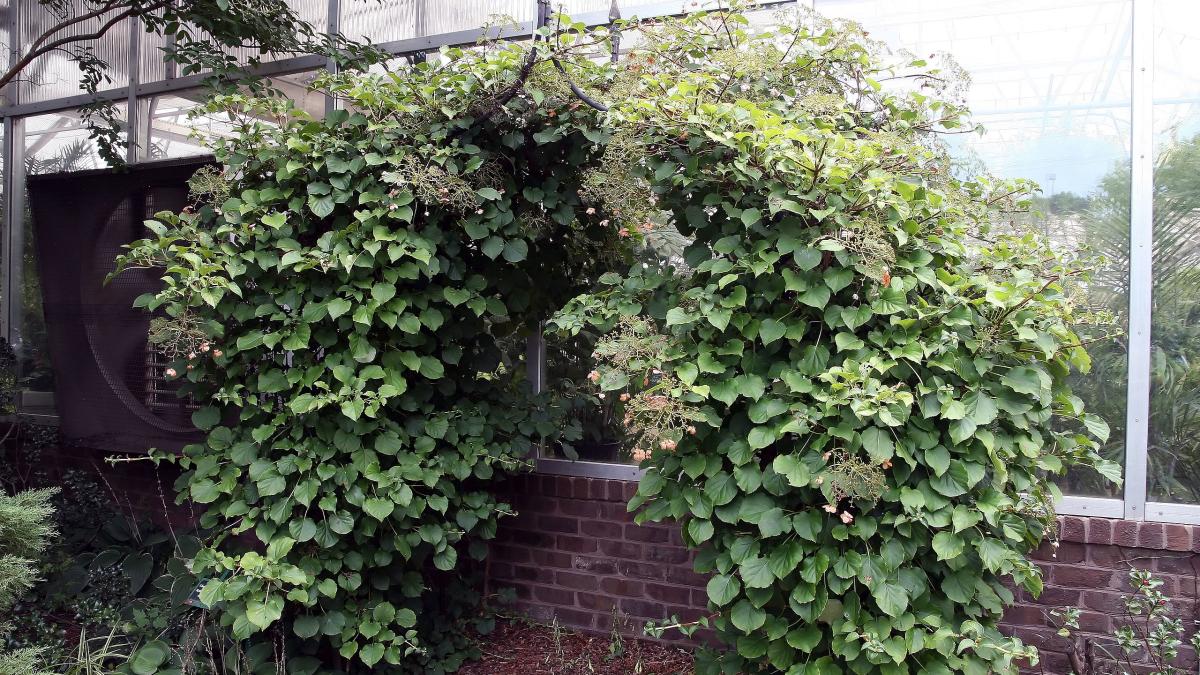 Гортензия черешковая