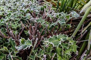 Песчаная почва ускорила развитие заморозков, отмечают эксперты