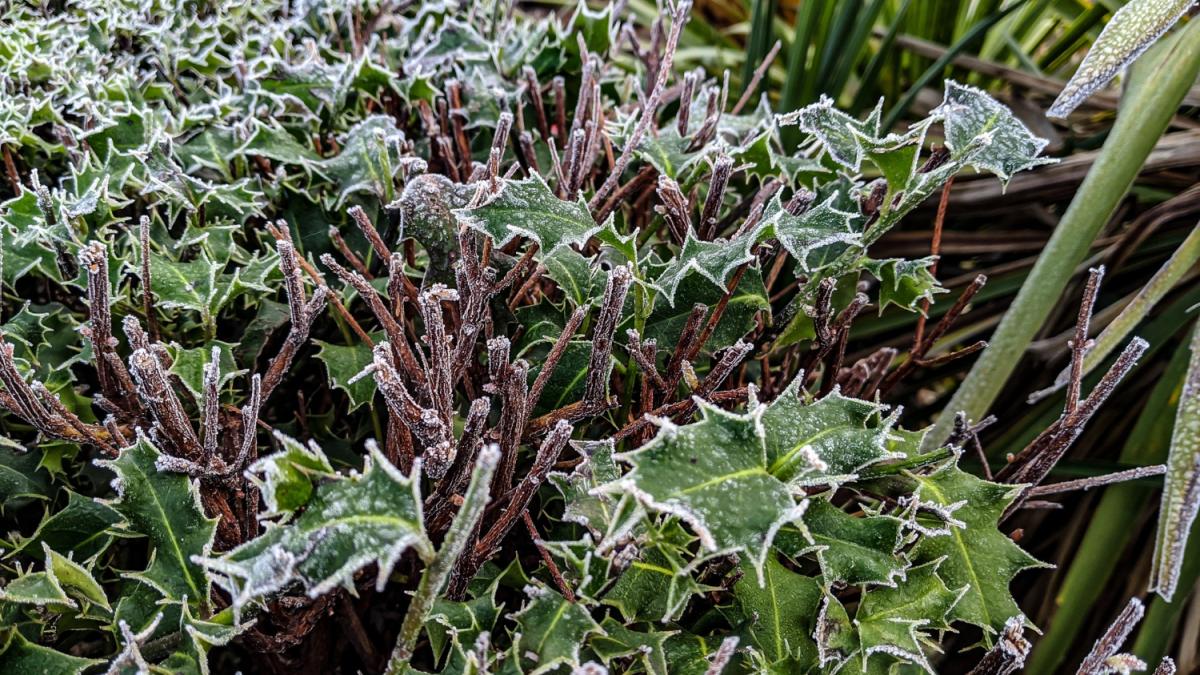 Заморзки в огороде