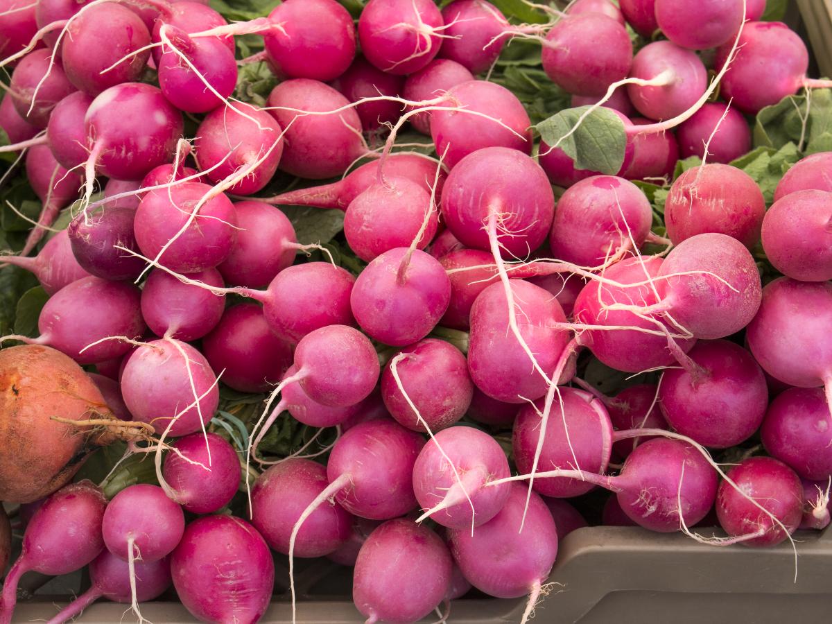 Radishes and a few beets Radishes and a few beets