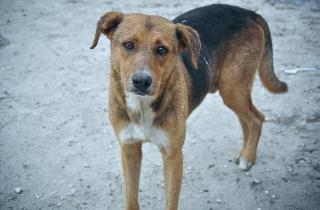 Агрессивная собака реагирует на страх человека — кинологи