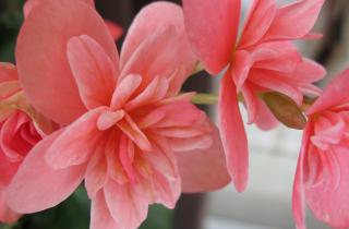 Весенние черенки бегоний укоренились быстрее — по данным специалистов