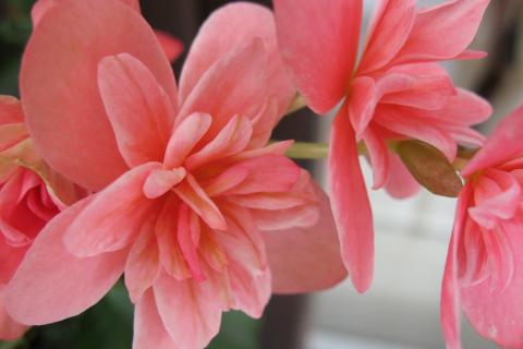 Весенние черенки бегоний укоренились быстрее — по данным специалистов