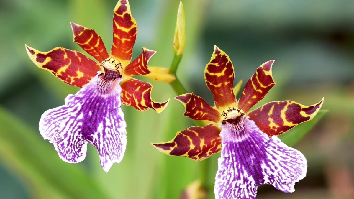 Zygopetalum 'Dunkle Blüte' Zygopetalum 'Dunkle Blüte'