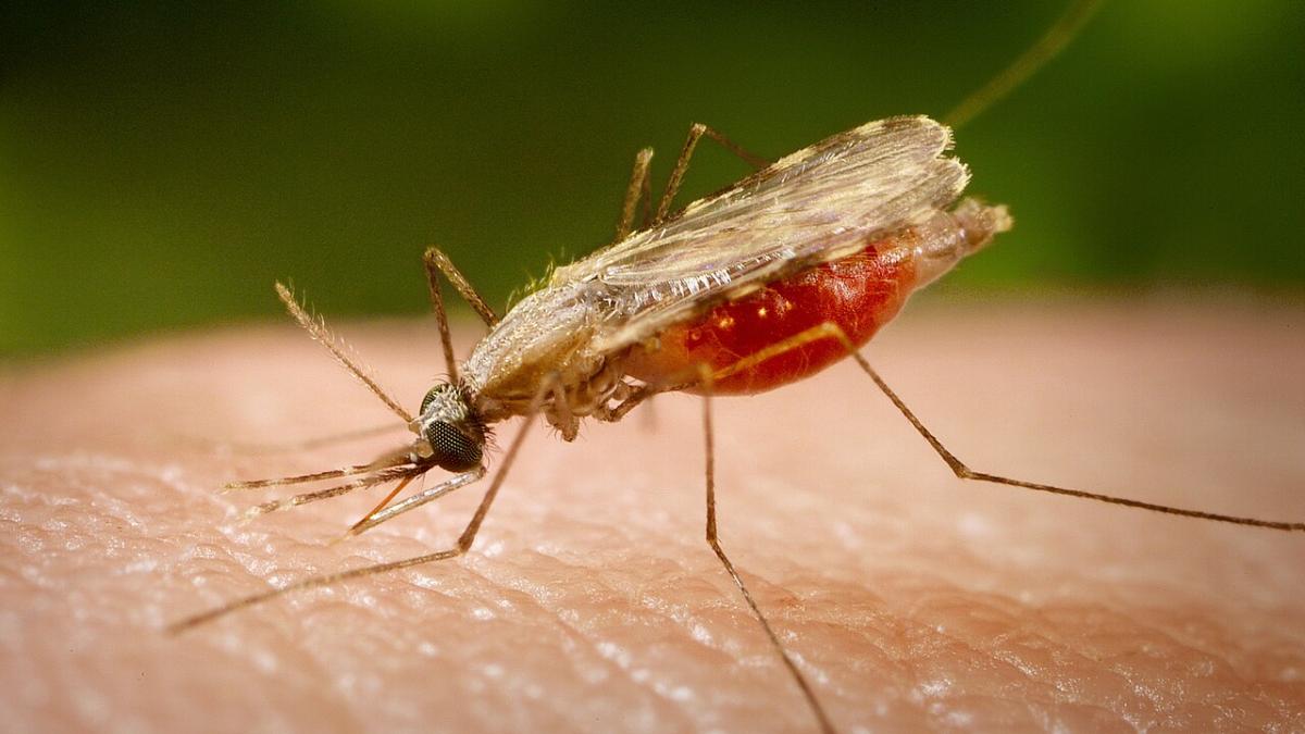 комар Anopheles minimus
