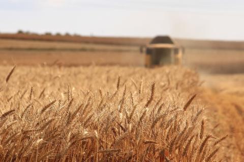 По итогам первого полугодия Ростовская область снизила продажи пшеницы в 2,5 раза