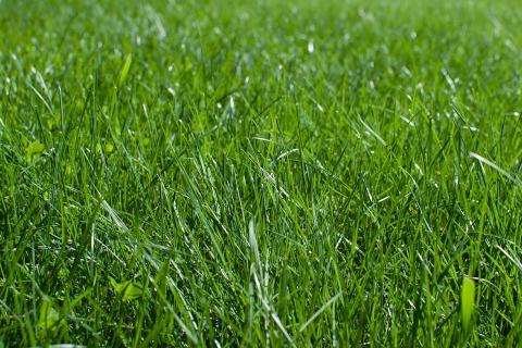 Уплотненную почву аэрируют перед выравниванием — House Digest