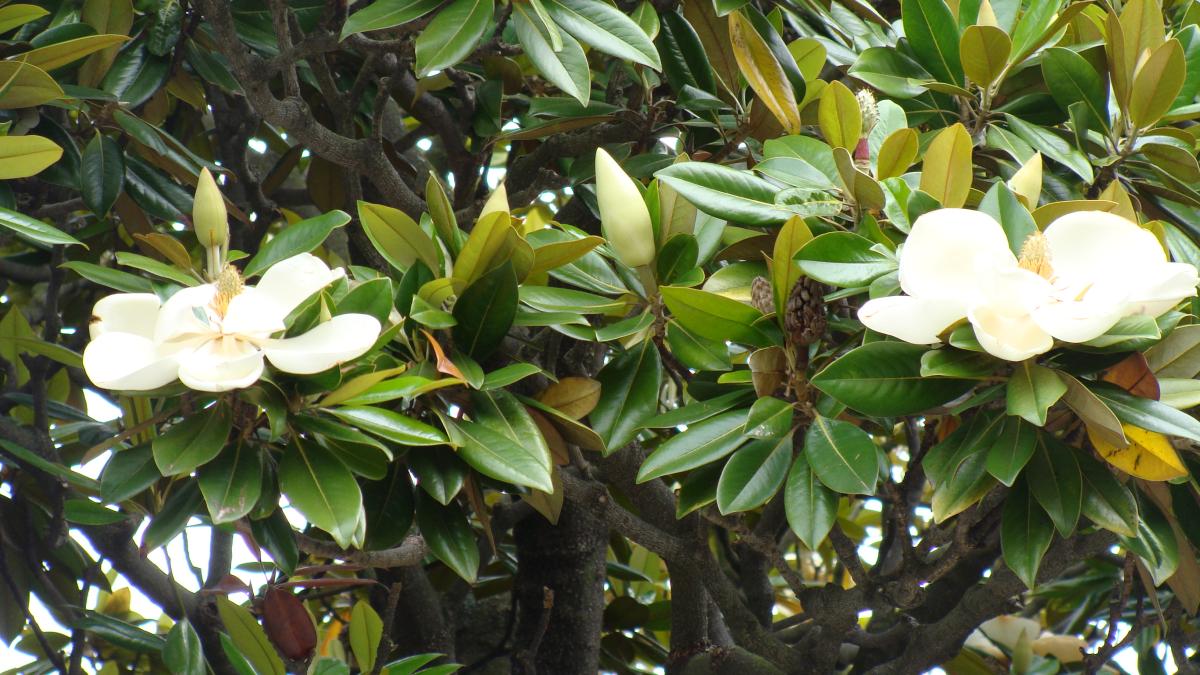 Южная магнолия