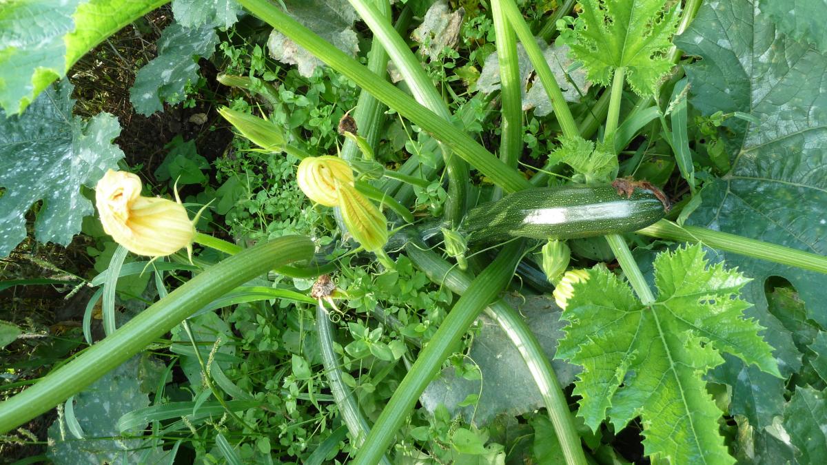 P1040631 Zucchini