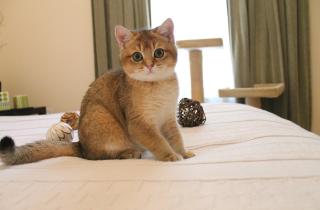 Неправильное применение капель опасно для кошек — ветеринары